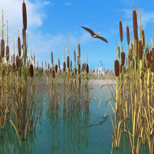 Reed, Cattail, Bulrush, Corn Dog Grass preview image